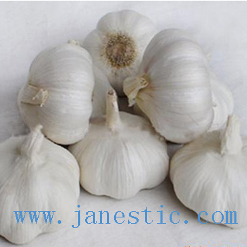 pure white garlic